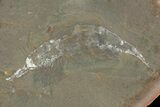 Fossil Shrimp (Kallidecthes) Nodule (Pos/Neg) - Mazon Creek #113183-1